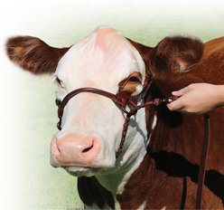 Sullivan Supply 1st Class Show Farm Animal Halter, Brown, 750-1,200-lbs