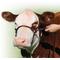 Show in main carousel: Sullivan Supply 1st Class Show Farm Animal Halter, Brown, 750-1,200-lbs slide 1 of 1