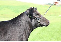 Sullivan Supply Classic Leather Rolled Nose Show Farm Animal Halter, Black, 1,500-1,850-lbs slide 2 of 2