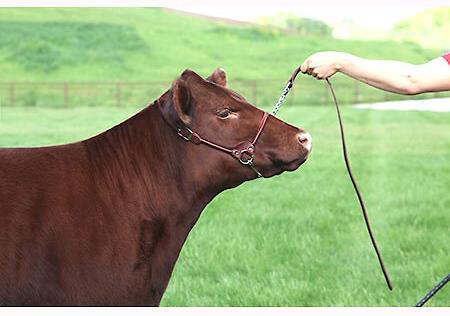 Show full view: Sullivan Supply Classic Leather Rolled Nose Show Farm Animal Halter, Brown, 1,500-1,850-lbs slide 2 of 3