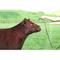 Show in main carousel: Sullivan Supply Classic Leather Rolled Nose Show Farm Animal Halter, Brown, 175-300-lbs slide 2 of 3