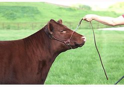 Sullivan Supply Classic Leather Rolled Nose Show Farm Animal Halter, Brown, 1,850-lbs & up slide 2 of 2