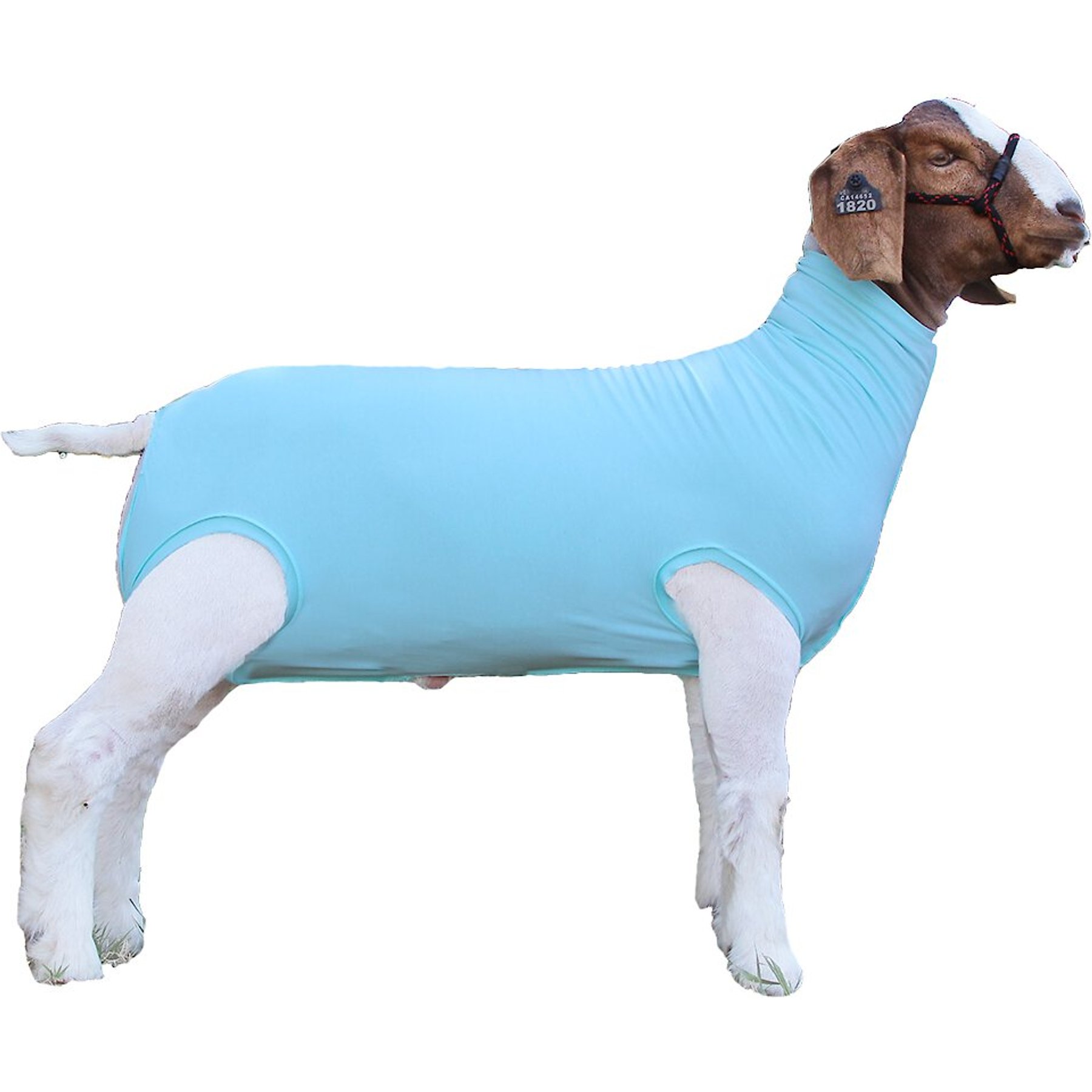 Sullivan Supply Performance Cotton Goat Tubes, Turquoise, X-Large