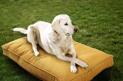 Sherry Kline Pet Collection Mattress Sunbrella Indoor/Outdoor Dog Bed, Daffodil, 30 x 40 x 4-in
