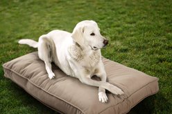 Sherry Kline Pet Collection Mattress Sunbrella Indoor/Outdoor Dog Bed, Sand, 30 x 40 x 4-in