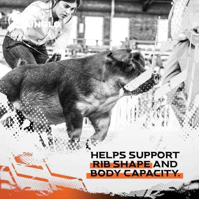 Show full view: Sunglo Full Tank Pelleted Show Animal Cattle, Sheep, & Goat Supplement, 50-lb bag slide 7 of 10