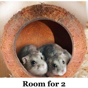 SunGrow Bedding & Sand Bath Container Cozy Hideout Coconut Hut Small-Pet Litter Box