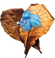 SunGrow Betta Fish Indian Almond Leaves, Water Conditioner & Tank Treatment for Freshwater Aquarium