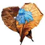 SunGrow Betta Fish Indian Almond Leaves, Water Conditioner & Tank Treatment for Freshwater Aquarium