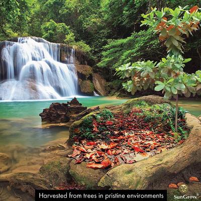Show full view: SunGrow Betta Fish Indian Almond Leaves, Water Conditioner & Tank Treatment for Freshwater Aquarium slide 4 of 7