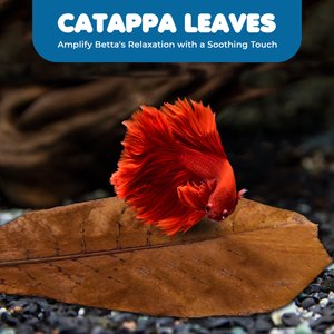 SunGrow Betta Fish Indian Almond Leaves, Water Conditioner & Tank Treatment for Freshwater Aquarium