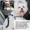 Show in main carousel: SunGrow Cat & Dog Car Leash Elastic Seat Belt & Restraint for Safety Pet Travel, 2 count slide 5 of 7