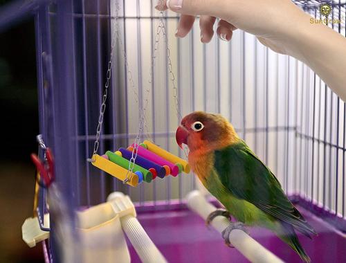 Show full view: SunGrow Colorful Wooden Parakeet & Budgie Bird Cage Hanging Hammock Swing & Perch slide 4 of 7