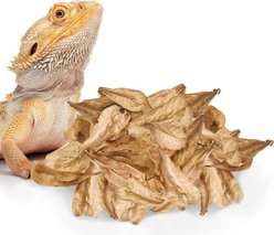 SunGrow Gecko & Snake Indian Almond Reptile Leaf Litter & Substrate, BioActive Vivarium, 10 count