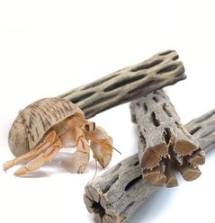 SunGrow Hermit Crab & Reptile Aquarium Cholla Wood Fresh Water Fish Tank Driftwood Hide & Decor, 6-in, 3 Count
