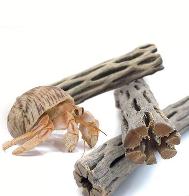 Show full view: SunGrow Hermit Crab & Reptile Aquarium Cholla Wood Fresh Water Fish Tank Driftwood Hide & Decor, 6-in, 3 Count slide 1 of 7