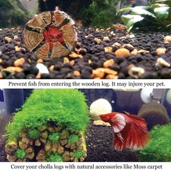 SunGrow Hermit Crab & Reptile Aquarium Cholla Wood Fresh Water Fish Tank Driftwood Hide & Decor, 6-in, 3 Count slide 2 of 6
