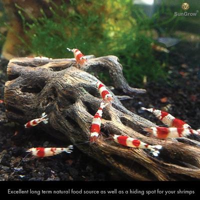 Show full view: SunGrow Hermit Crab & Reptile Aquarium Cholla Wood Fresh Water Fish Tank Driftwood Hide & Decor, 6-in, 3 Count slide 3 of 7