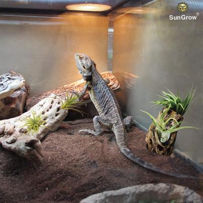 Show full view: SunGrow Hermit Crab & Reptile Aquarium Cholla Wood Fresh Water Fish Tank Driftwood Hide & Decor, 6-in, 3 Count slide 4 of 7