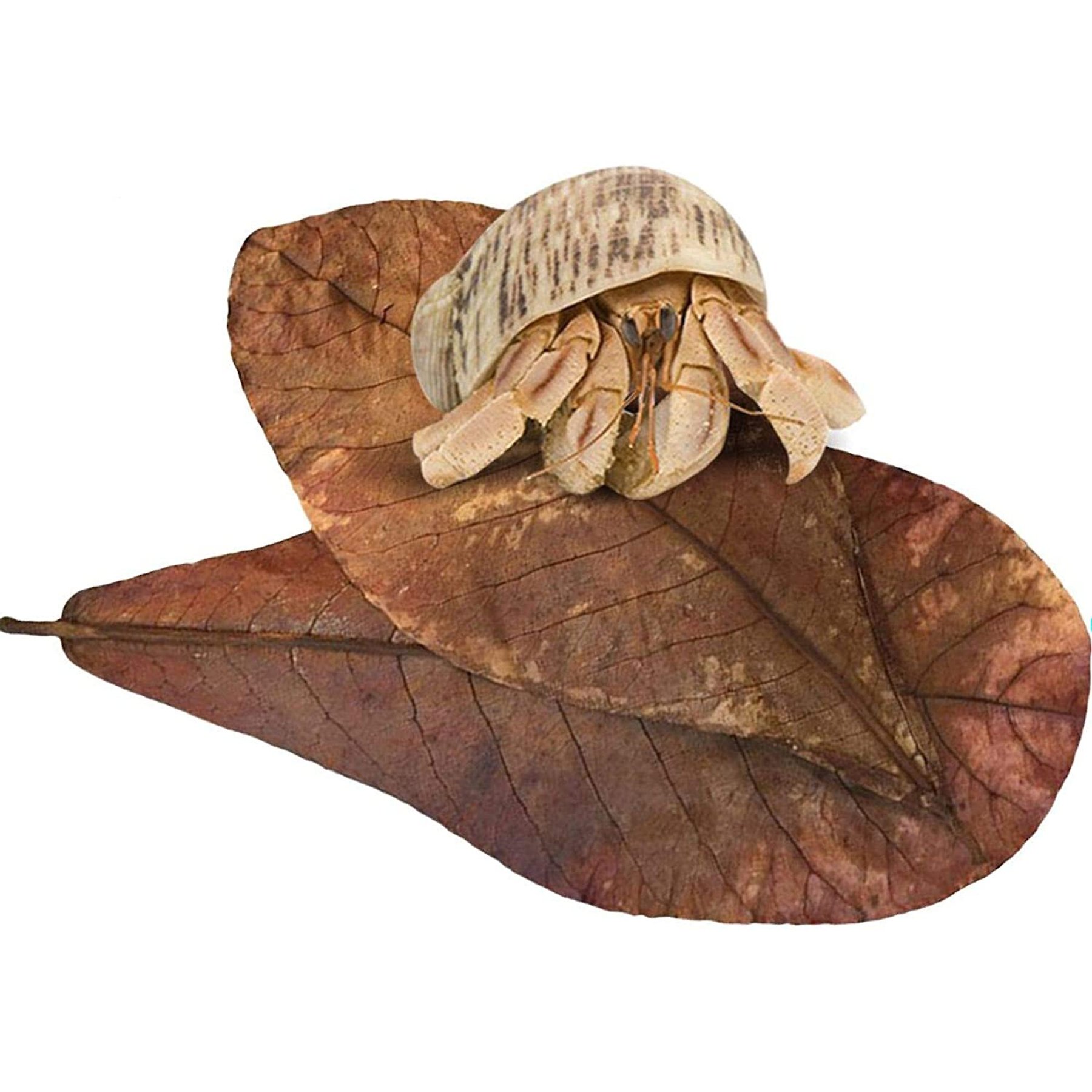 SunGrow Hermit Crab & Snail Catappa Leaves, Dried Treat & Mineral Supplement, 10 count