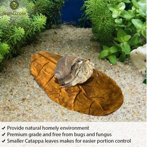 SunGrow Hermit Crab & Snail Catappa Leaves, Dried Treat & Mineral Supplement, 10 count