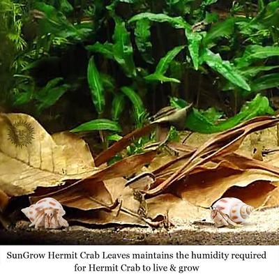 Show full view: SunGrow Hermit Crab & Snail Catappa Leaves, Dried Treat & Mineral Supplement, 10 count slide 4 of 7