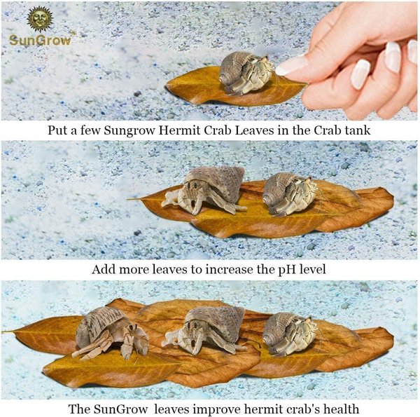 SunGrow Hermit Crab & Snail Catappa Leaves, Dried Treat & Mineral Supplement, 10 count