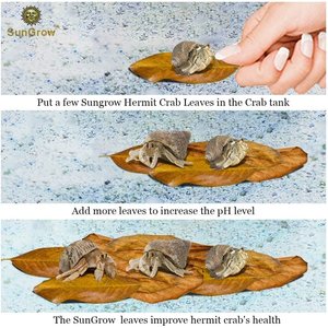 SunGrow Hermit Crab & Snail Catappa Leaves, Dried Treat & Mineral Supplement, 10 count