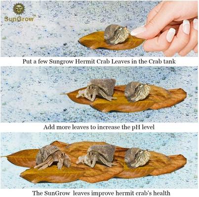 Show full view: SunGrow Hermit Crab & Snail Catappa Leaves, Dried Treat & Mineral Supplement, 10 count slide 6 of 7