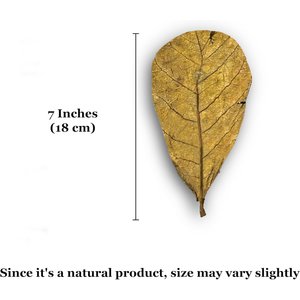 SunGrow Hermit Crab & Snail Catappa Leaves, Dried Treat & Mineral Supplement, 10 count