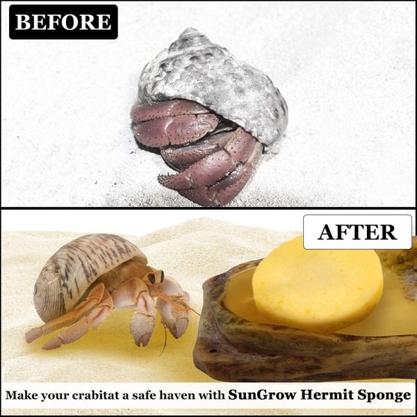 SUNGROW Hermit Crab Tank Humidity Control Sponge, Yellow, 3 count ...