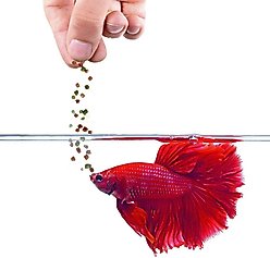 SunGrow High Protein Betta & Goldfish Floating Food Pellets Food, 0.95-oz bag slide 2 of 7