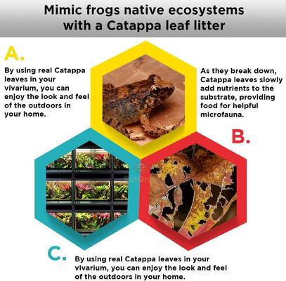 Show full view: SunGrow Mini Catappa Frog & Gecko Leaf Litter, Bioactive Substrate for Reptile Vivarium, 50 count slide 4 of 6