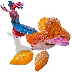 SunGrow Mini Freshwater Indian Almond Leaves Aquarium Water Conditioner for Betta Fish & Shrimp, 50 count