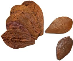SunGrow Mini Freshwater Indian Almond Leaves Aquarium Water Conditioner for Betta Fish & Shrimp, 50 count slide 2 of 6