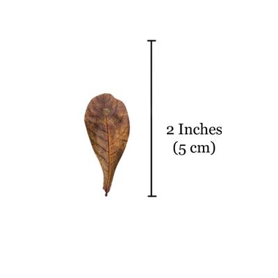 Show full view: SunGrow Mini Freshwater Indian Almond Leaves Aquarium Water Conditioner for Betta Fish & Shrimp, 50 count slide 6 of 6