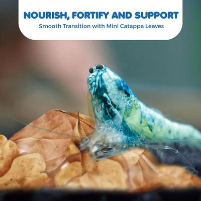 Show full view: SunGrow Mini Indian Almond Leaves Pleco & Shrimp Food, Aquarium Water Conditioner that Lowers pH, 50 count slide 5 of 6