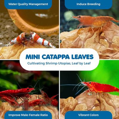 Show full view: SunGrow Mini Indian Almond Leaves Pleco & Shrimp Food, Aquarium Water Conditioner that Lowers pH, 50 count slide 4 of 6