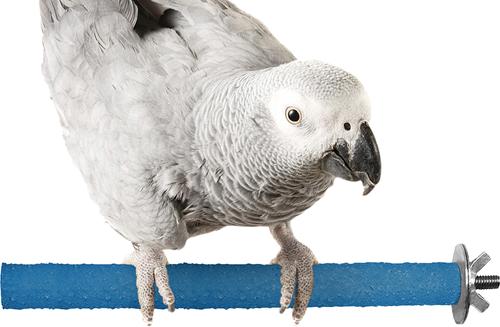 Show full view: SunGrow Nail & Beak Trimmer Sand Coated Wooden Bird Perch Stand, Blue, 8-in slide 3 of 10