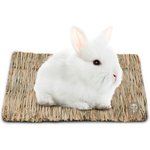 Best Chinchilla Toys
