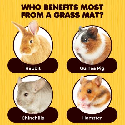 Show full view: SunGrow Natural Grass Chew Mat & Hay Bedding Cage Rabbit, Guinea Pig, & Small Pet Accessories, 1 count slide 6 of 9