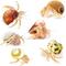 Show in main carousel: SunGrow Natural Hermit Crab Shells for Molting Protection & Shell Evacuation Fish Tank Decor, 6 count slide 1 of 7