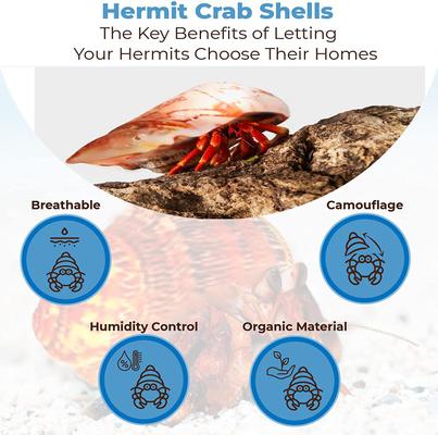 Show full view: SunGrow Natural Hermit Crab Shells for Molting Protection & Shell Evacuation Fish Tank Decor, 6 count slide 3 of 7