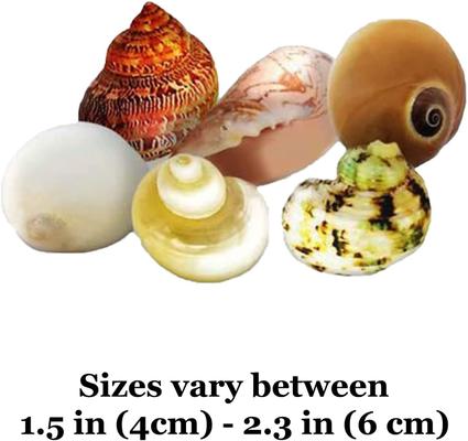 Show full view: SunGrow Natural Hermit Crab Shells for Molting Protection & Shell Evacuation Fish Tank Decor, 6 count slide 6 of 7
