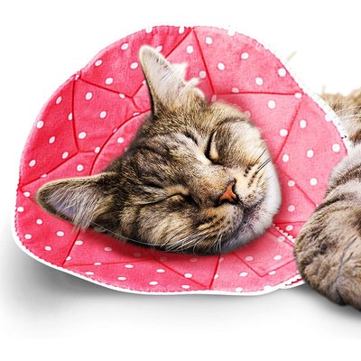 SunGrow SunGrow Post-Surgery Soft Cone Dog & Cat Recovery Collar, Pink, Small