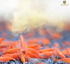 SunGrow Probiotic Powder Supplement for Freshwater Aquarium Baby Cherry Shrimp Food, 2-oz bag slide 2 of 7