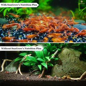 SunGrow Probiotic Powder Supplement for Freshwater Aquarium Baby Cherry Shrimp Food, 2-oz bag
