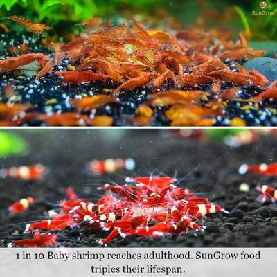 Show full view: SunGrow Probiotic Powder Supplement for Freshwater Aquarium Baby Cherry Shrimp Food, 2-oz bag slide 5 of 8