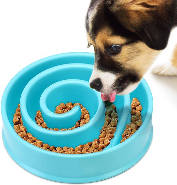 chewy dog water bowl