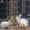 Show in main carousel: SunGrow Rabbit, Bunny & Guinea Pig Hay Feeder Rack Food Dispenser slide 3 of 7